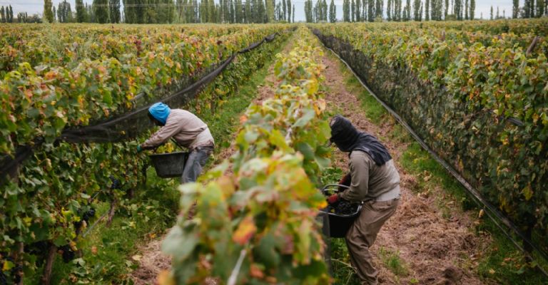 Nuevo mapa de la vitivinicultura argentina: por qué crece el negocio en provincias no tradicionales